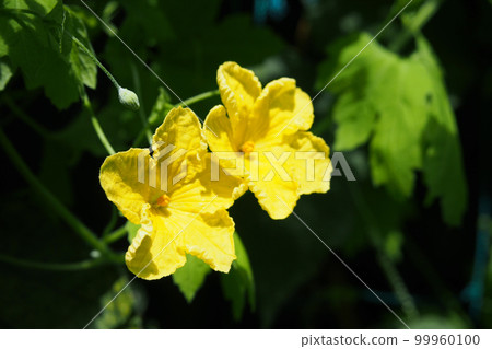 Botanical flowers 99960100