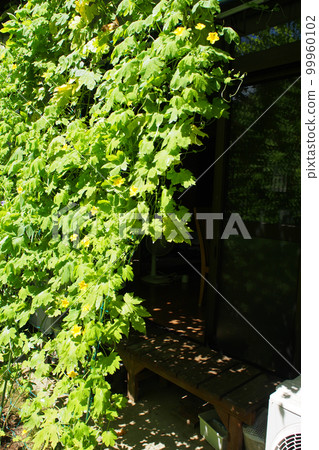 Green curtain of goya 99960102