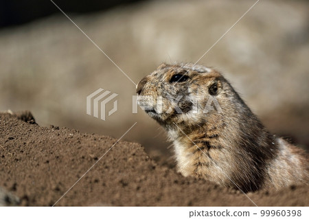 Prairie dog looking up from burrow 99960398
