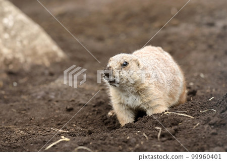 土撥鼠挖洞 99960401