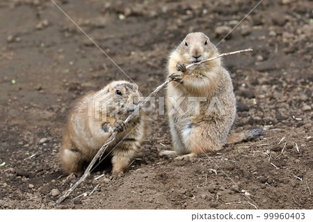 土撥鼠一起啃樹枝 99960403