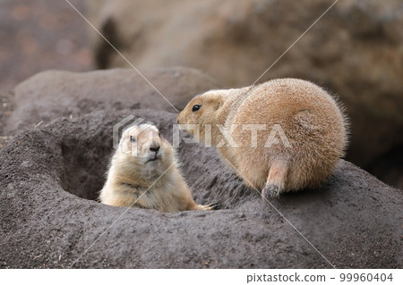 Prairie dog talking in its burrow 99960404