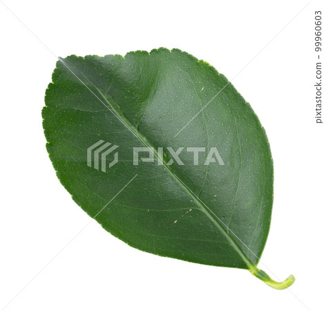 Green leaves orange isolated on a white background 99960603