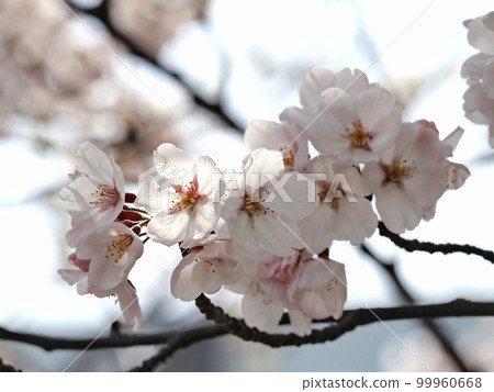 櫻花 櫻花 99960668