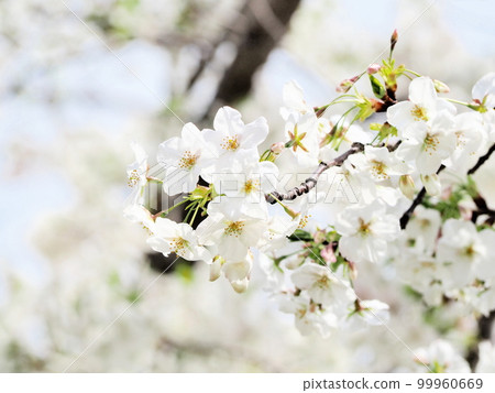 櫻花 櫻花 99960669