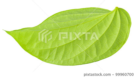 Green betel leaf isolated on a white background Green betel leaf isolated on a white background 99960700