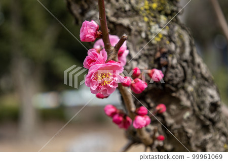 Plum and Apricot Gradient ``Yo Guifei'' 99961069