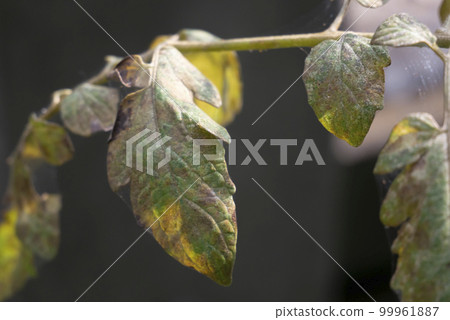Tomato leaves withering due to spider mites 99961887