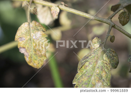 Tomato leaves withering due to spider mites 99961889