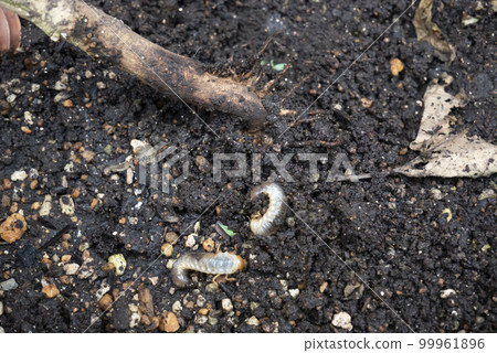 Scarab beetle larvae and the root part of a bell pepper that has been eaten away Scarab beetle larvae and the root part of a bell pepper that has been eaten away 99961896