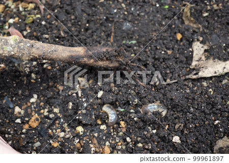 Scarab beetle larvae and the root part of a bell pepper that has been eaten away Scarab beetle larvae and the root part of a bell pepper that has been eaten away 99961897