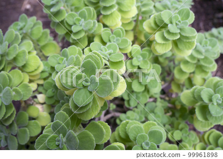 Close-up photo of Aromaticus Close-up photo of Aromaticus 99961898