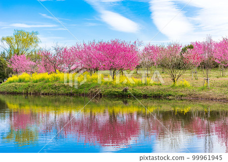 Koga City, Ibaraki Prefecture Peach Festival in full bloom 99961945
