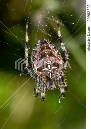 Spider Araneus diadematus with a cross on its back on a web against a tree background 99962705