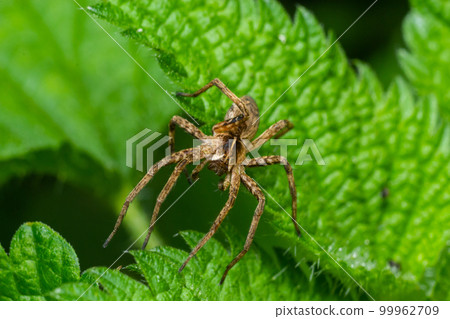 Pisaurina mira Nursery web spider a common garden and meadow insect with selective focus Pisaurina mira Nursery web spider a common garden and meadow insect with selective focus 99962709