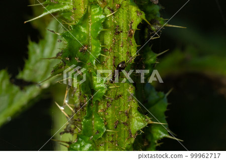 Close up of the symbiotic relationship between ants and ahpids Close up of the symbiotic relationship between ants and ahpids 99962717