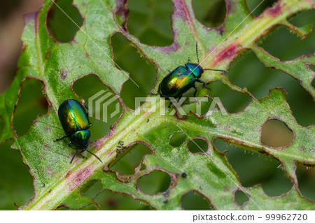 Colorful Dogbane Leaf Beetle Chrysochus auratus on big green leaf 99962720