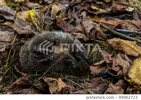 A native, wild European hedgehog curled up in an autumn leaf. Up close A native, wild European hedgehog curled up in an autumn leaf. Up close 99962723