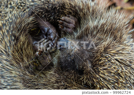 A native, wild European hedgehog curled up in an autumn leaf. Up close 99962724
