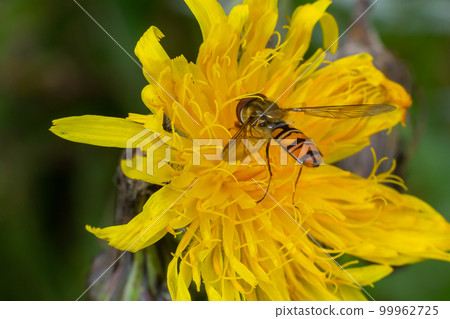 Marmalade hoverfly, Episyrphus balteatus, posed on a yellow flower Marmalade hoverfly, Episyrphus balteatus, posed on a yellow flower 99962725