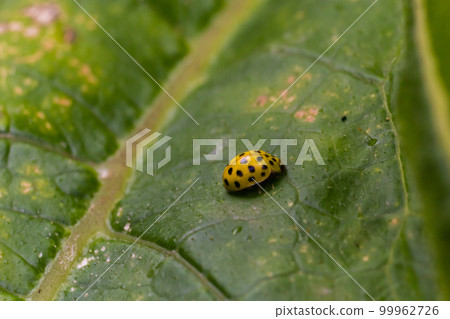 A macro image of a yellow 22 Spot Ladybird - Psyllobora vigintiduopunctata which are tiny lady beetles 99962726