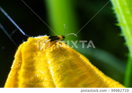 The plant is a harmful insect - Western corn beetle Diabrotica virgifera virgifera The plant is a harmful insect - Western corn beetle Diabrotica virgifera virgifera 99962728