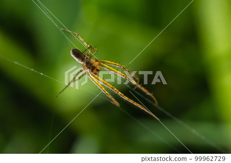 Tetragnatha extensa is a species of spider found across the Northern Hemisphere. It has an elongate body, up to 11 mm long, and adopts a straight line posture when alarmed Tetragnatha extensa is a species of spider found across the Northern Hemisphere. It has an elongate body, up to 11 mm long, and adopts a straight line posture when alarmed 99962729