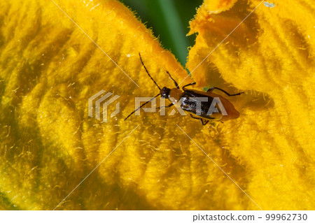 The plant is a harmful insect - Western corn beetle Diabrotica virgifera virgifera 99962730