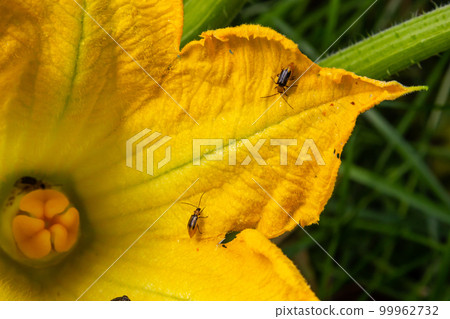 The plant is a harmful insect - Western corn beetle Diabrotica virgifera virgifera The plant is a harmful insect - Western corn beetle Diabrotica virgifera virgifera 99962732