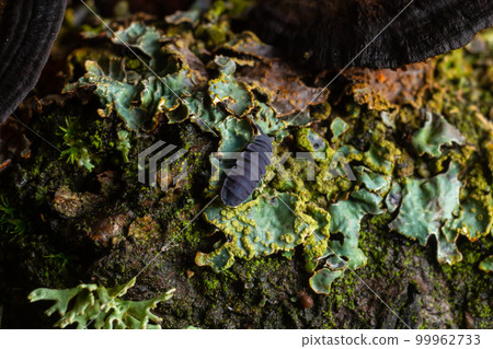 woodlouse, Porcellio scaber, on a branch with lichens, background dark with space for text 99962733