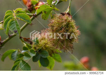 Rose bedeguar gall, Robin's pincushion gall, moss galls Diplolepis rosae on rose Rose bedeguar gall, Robin's pincushion gall, moss galls Diplolepis rosae on rose 99962734