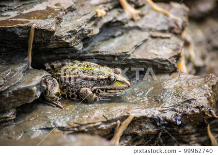 A green frog, Lithobates clamitans, rests on a cameo near a pond A green frog, Lithobates clamitans, rests on a cameo near a pond 99962740