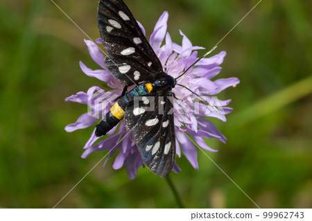 Close up of a nine spotted moth Amata phegea with spread wings Close up of a nine spotted moth Amata phegea with spread wings 99962743