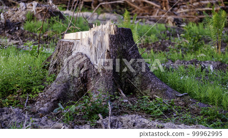 The stump of a felled tree. Logging The stump of a felled tree. Logging 99962995