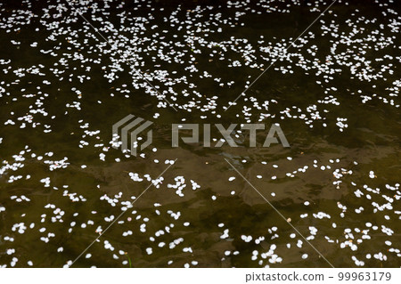 漂浮在水面上的櫻花花瓣 花筏 漂浮在水面上的櫻花花瓣 花筏 99963179