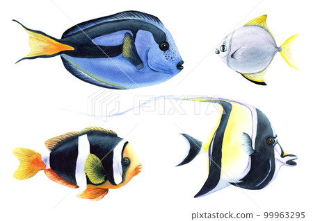 A set of tropical exotic fish. Watercolor illustration isolated on white background A set of tropical exotic fish. Watercolor illustration isolated on white background 99963295