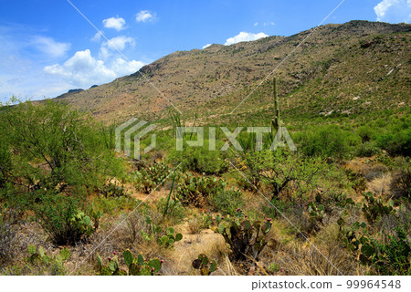 Early Morning Saguaro National Park Early Morning Saguaro National Park 99964548