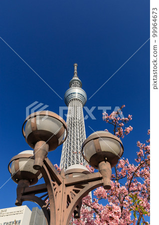 東京晴空塔_河津櫻花的絕景 東京晴空塔_河津櫻花的絕景 99964673