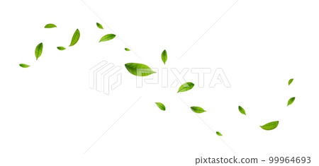 Green leaves fly with a gust of wind. Green leaves fly with a gust of wind. 99964693