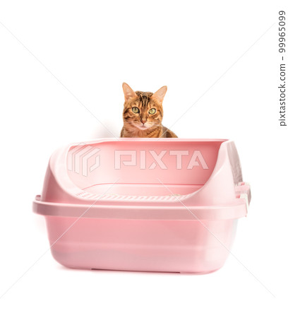 A Bengal cat sits next to a plastic toilet with bentonite filling. A Bengal cat sits next to a plastic toilet with bentonite filling. 99965099