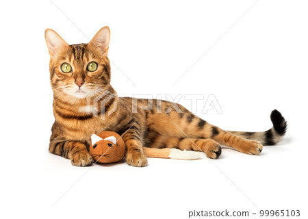 Bengal domestic cat playing with a plush mouse on a white background 99965103