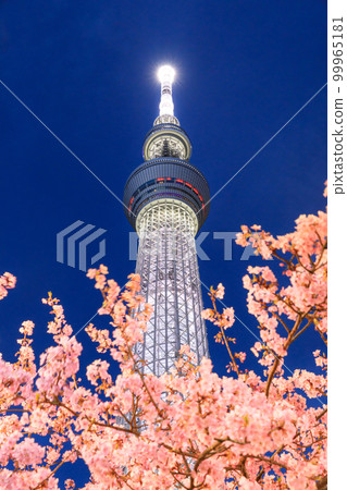 TOKYO SKYTREE_Kawazu cherry blossom night view 99965181