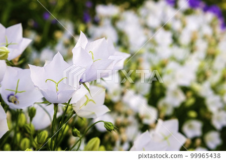 Bellflowers. Vividly saturated background of flowers  99965438