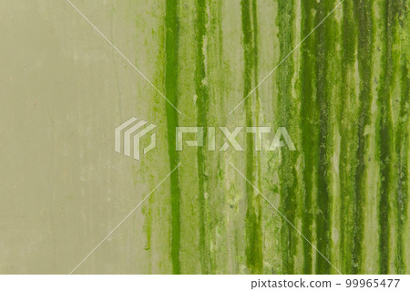 Cement wall with Green moss on the wall of the building. Old ruined and stained grungy wall texture 99965477