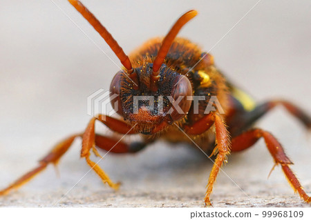 Facial closeup of a colorful Lathbury's nomad bee, Nomada lathburiana a nest parasite of the grey-backed mining bee 99968109