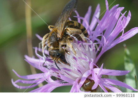 Closeup on a female Giant furrow bee, Halictus scabiosae on a purple Centaurea flower 99968118