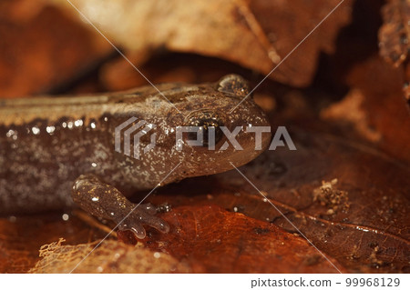 Closeup of the Russian Siberian salamander, salamandrella keyserlingii sitting on the forest floor 99968129