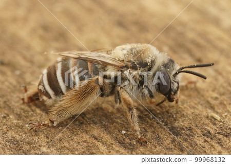 Closeup on a female blue eyed Mediterranean solitary bee , Tetraloniella sitting on wood Closeup on a female blue eyed Mediterranean solitary bee , Tetraloniella sitting on wood 99968132
