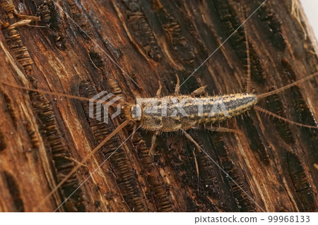 Closeup on the four lines silverfish , Ctenolepisma lineatum sitting on wood 99968133