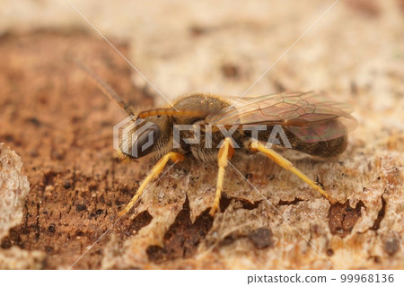 Detailed closeup on a male small female Bronze furrow bee, Halictus tumulorum sitting on wood in the garden 99968136